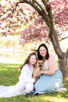 Cohn Family {cherry blossoms}